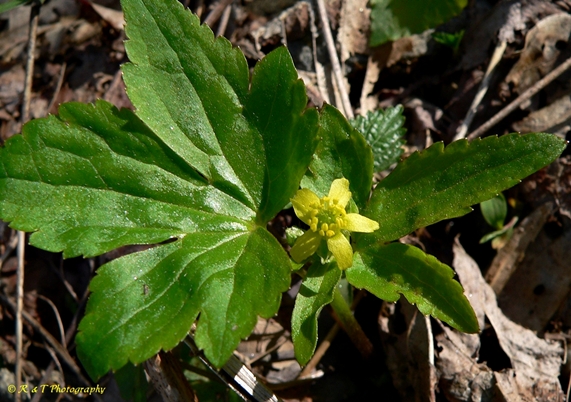 {Ranunculus recurvatus}
